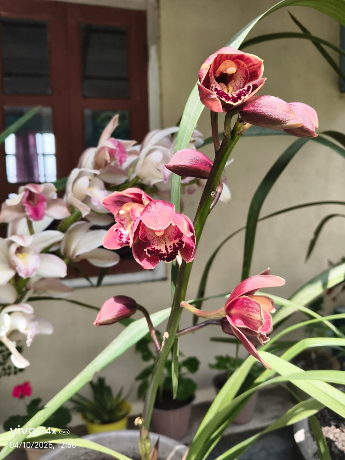 Orchid detail in bloom